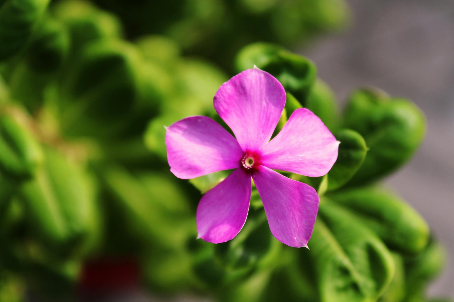 pervinca