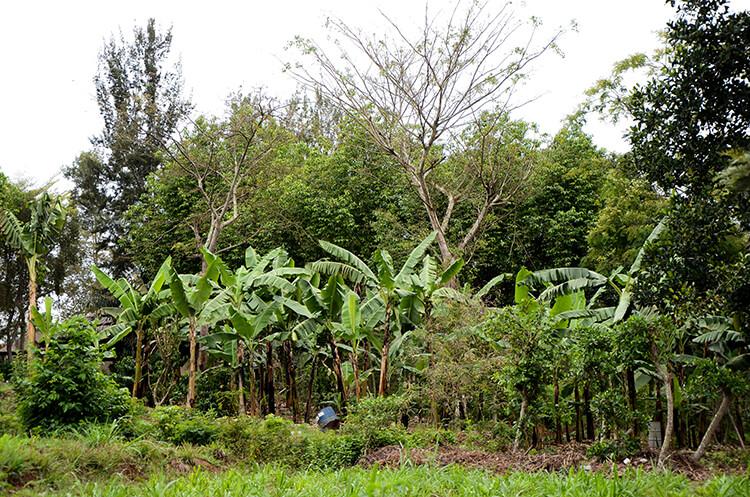 Agroforestazione Agroforestazione